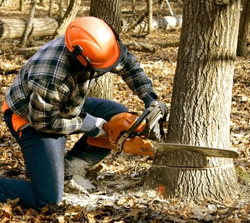 Tree Removal in Brooksville, MS